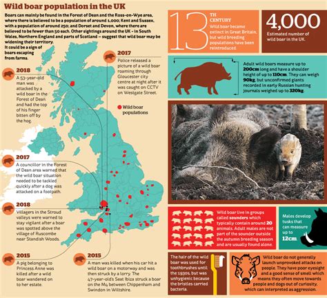 Wild boars in Britain: a National Trust cull of the animals has ...