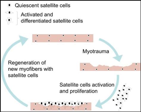 Figure 6 from Redefining the satellite cell as the motor of skeletal muscle regeneration ...