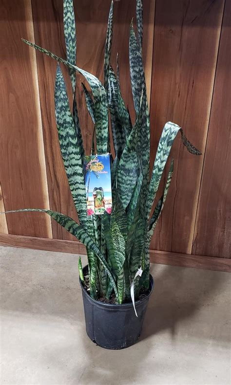 Sansevieria Laurentiis | Snake Plant 'Black Coral' | Evans Nursery