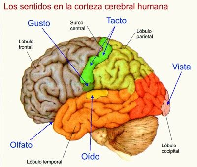 MUCIMEX