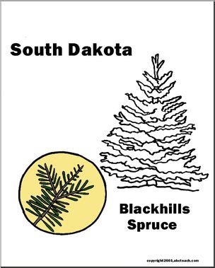 South Dakota: State Tree – Black Hills Spruce – Abcteach