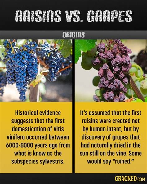 Raisins Vs. Grapes | Cracked.com