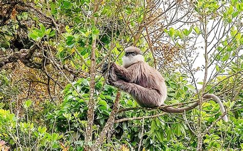 Purple-faced langur (Semnopithecus vetulus); Image ONLY