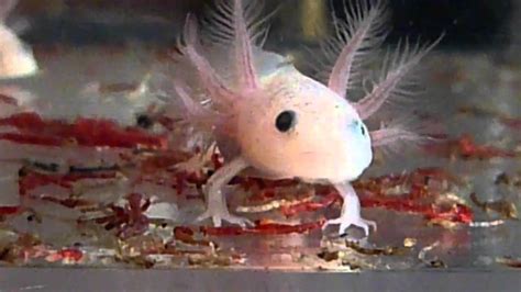 Axolotl Fish