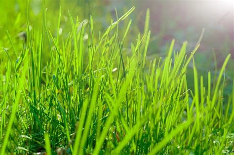 Green Grass Sun Sunlight Lawn Photo Background And Picture For Free Download - Pngtree