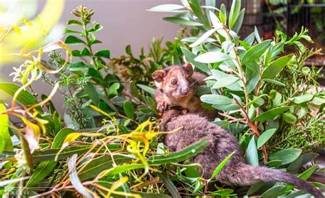 Sydney Wildlife Rescue | Ringtail Possum - An Overview Of The Season ...