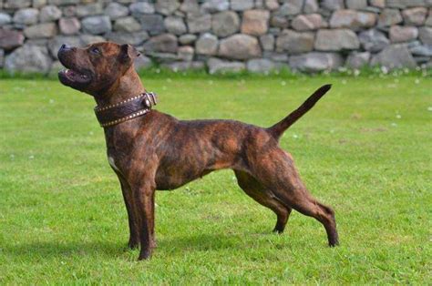 Pin von Henry Rodner auf Staffy | Hunde, Bullterrier