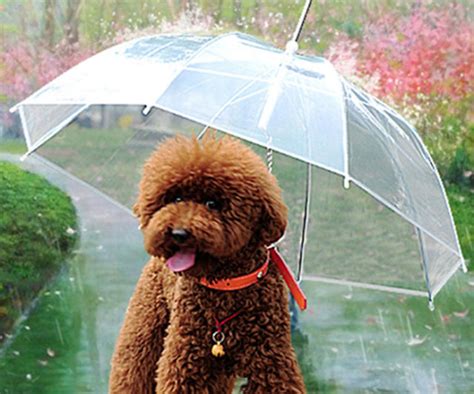 The Dog Umbrella