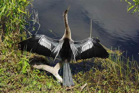 tales from the Drivers' seat: Birds of the Everglades National Park, part 1