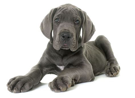 #1 | Great Dane Puppies For Sale By Uptown Puppies