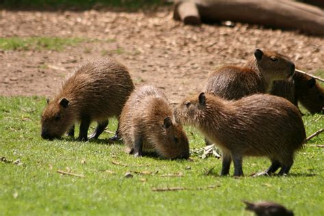 Capybara | The Biggest Animals Kingdom