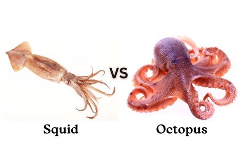 Squid vs. Octopus: What Are the Differences?