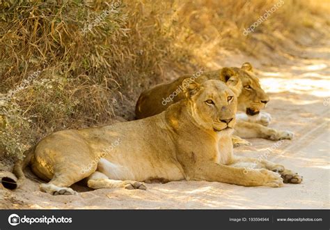 A Pride of African Lions in a Game Reserve Stock Photo by ...