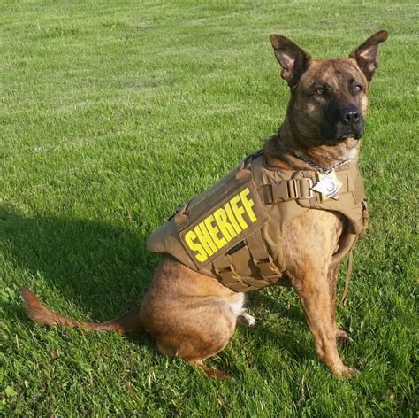 ABOUT THE K-9s AND VESTS – Wisconsin Vest-A-Dog