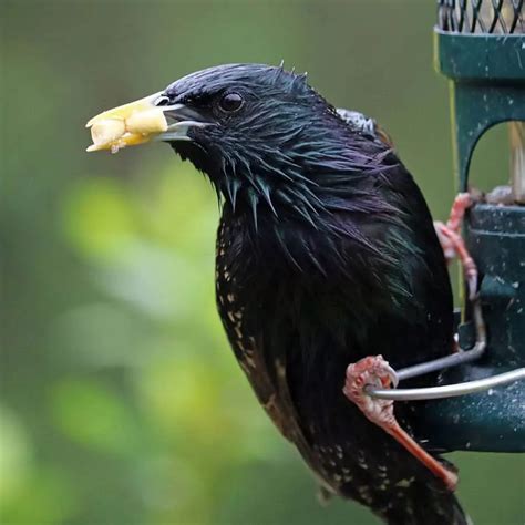 9 Most Common Bird Feeder Pests - Bird Feeder Hub