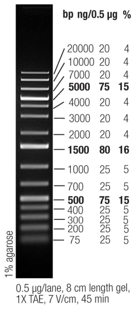 Thermo Scientific™ GeneRuler 1 kb Plus DNA Ladder | Fisher Scientific