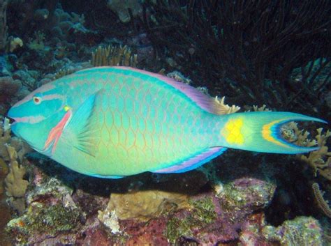 Stoplight Parrotfish | Fish, Water animals, Parrot fish