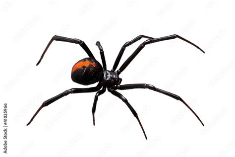 Spider, Redback or Black Widow, isolated on white Stock Photo | Adobe Stock