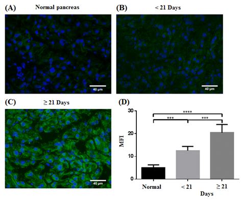 (A-C) Representative images of IHC staining for hypoxia using ...