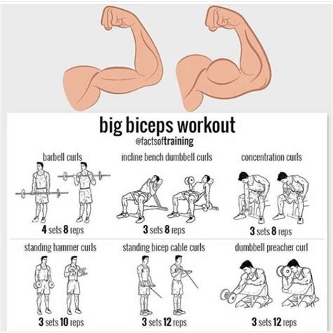 Pin by Alejandro Romero on efficient workouts | Big biceps workout ...