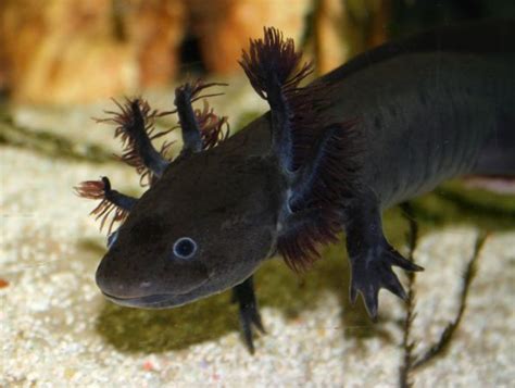 Melanoid Axolotl