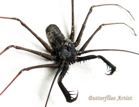 Real Cave Spider Acanthophrynus Coronatus In Museum Quality