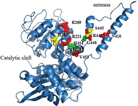 Crystal structure of human glutamate dehydrogenase (GDH) showing the... | Download Scientific ...