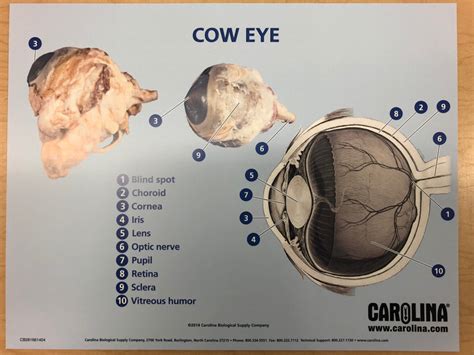 Diagram Of Cow Eye