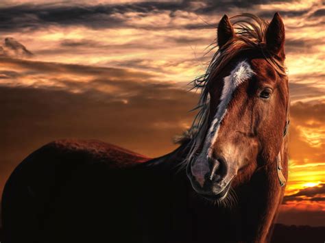 wallpaper horse, sunset, mane HD : Widescreen : High Definition : Fullscreen