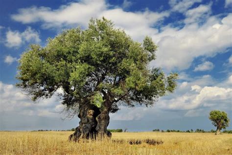 Israeli Olive Tree | ISRAEL! (Shared) | Pinterest