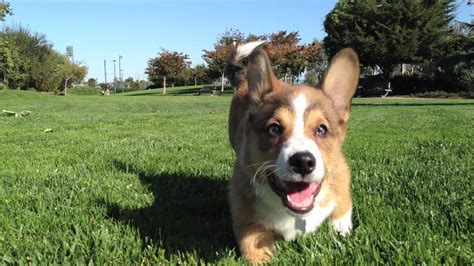 Corgi Puppy Running in Slow Motion (@BanditTheCorgi) - YouTube