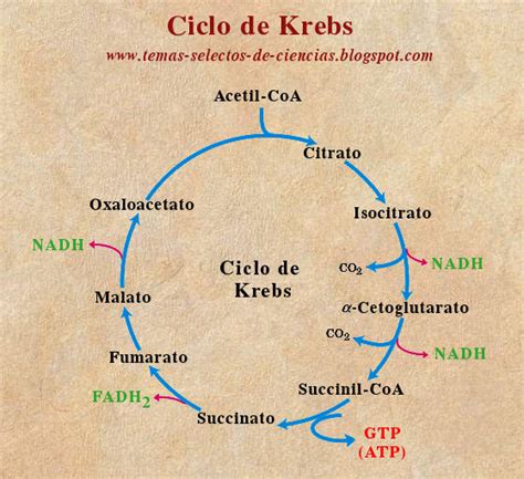 Ciclo De Krebs Diagrama