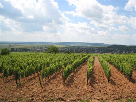 Tokaji Wine, The National Treasure of Hungary for Centuries