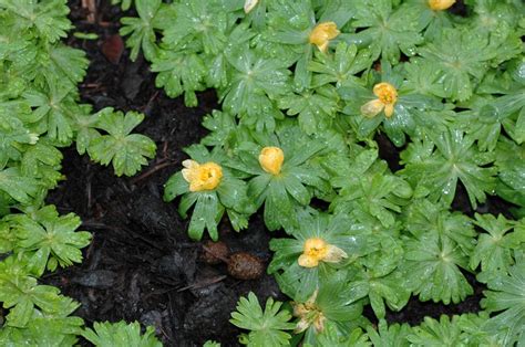 Eranthis hyemalis (Ranunculaceae) image 166354 at PhytoImages.siu.edu