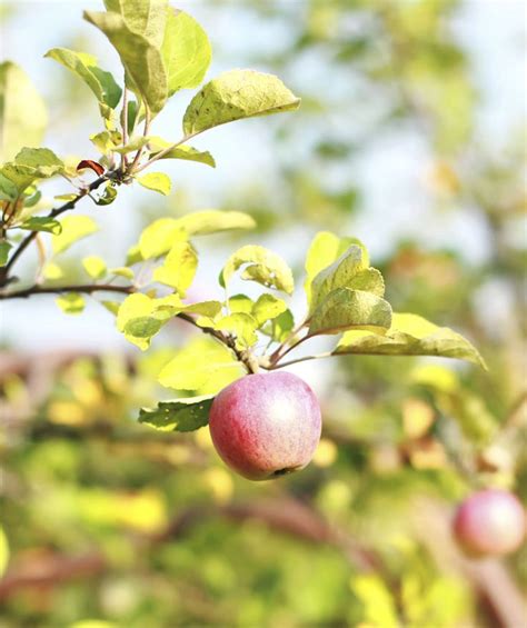 Low-Chill Pink Lady Apple Tree at Backyard Fruit | Fruit trees for sale, Fast growing trees ...