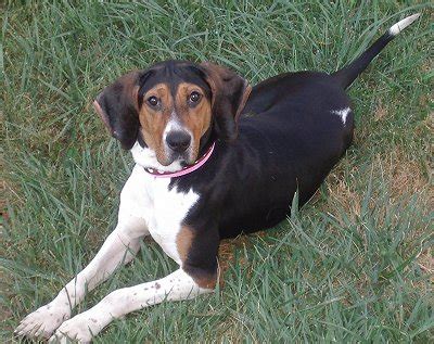 American Foxhound Facts, Temperament, Training, Puppies, Pictures