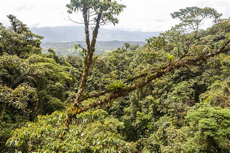 10+ Costa Rica Zip Line Arenal Stock Photos, Pictures & Royalty-Free ...