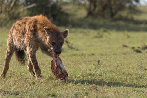 Hyenas Eating Kenya Africa Stock Photos, Pictures & Royalty-Free Images - iStock