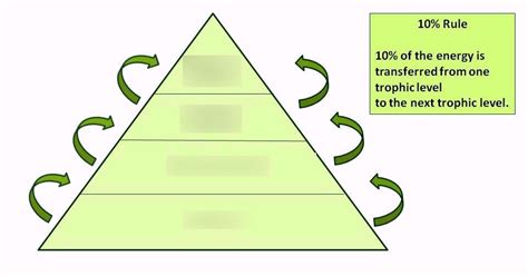 13.6 Energy pyramids Diagram | Quizlet