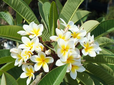 Gambar : mekar, menanam, putih, bunga, hijau sepanjang tahun, botani, kuning, Flora, tumbuhan ...