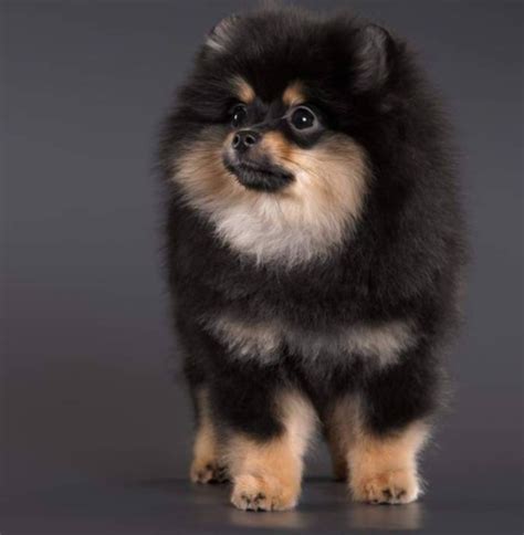 Tiny Pomeranian – How Much Do These Adorable Fluffy Ball Cost? | Best small dog breeds ...