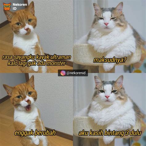 10 Meme gombalan kucing oren ini bikin gebetan tersipu malu