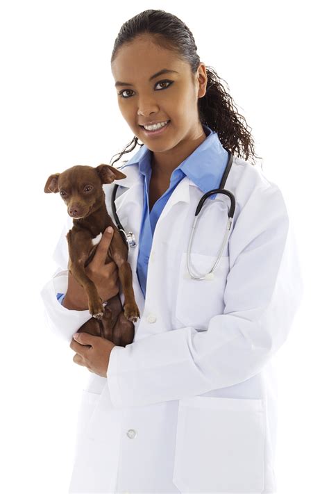 The 4 types of Veterinarians