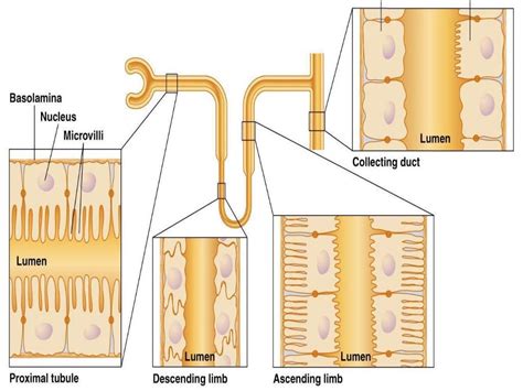 role of kidney in osmoregulation