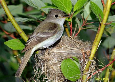 Willow Flycatcher - East Cascades Audubon Society