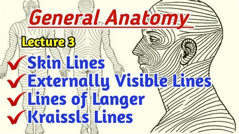 Skin lines||Langer lines||What are langer lines|| Kraissls lines lecture 3 General Anatomy - YouTube