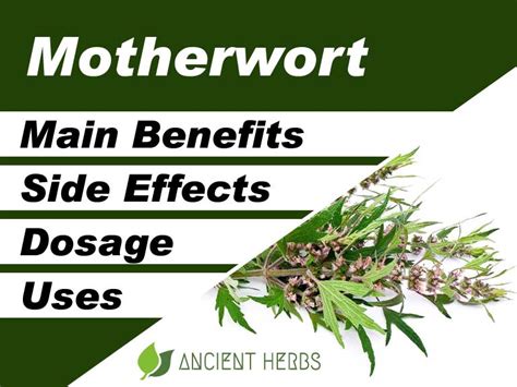 Motherwort Benefits, Uses, Dosage & Side Effects