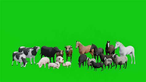 Green Screen Background Animals Stock Video Footage for Free Download