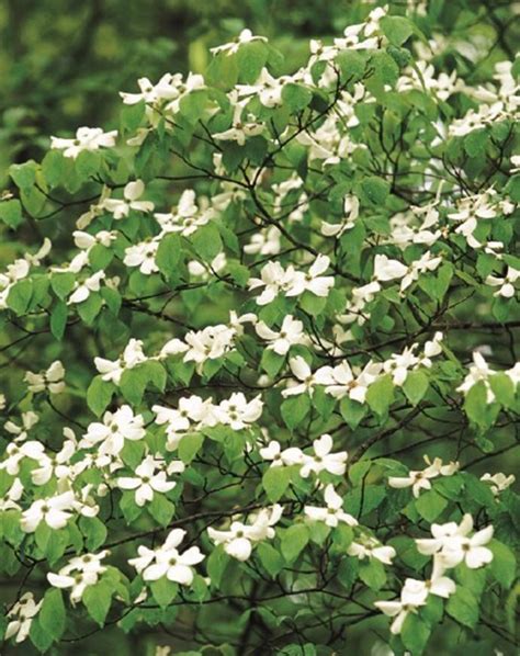 White Flowering Dogwood Tree Seeds - Etsy