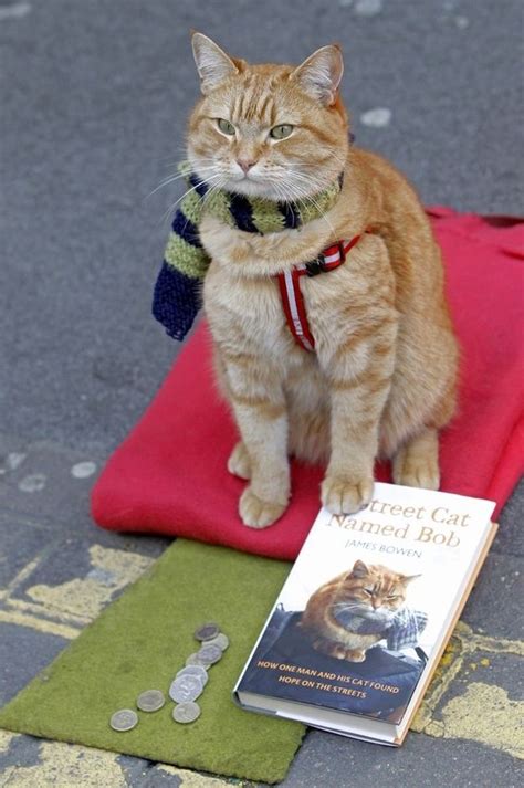 This Cat In A Scarf Wants To Sell You His Book | Street cat bob, Cats, Cat names